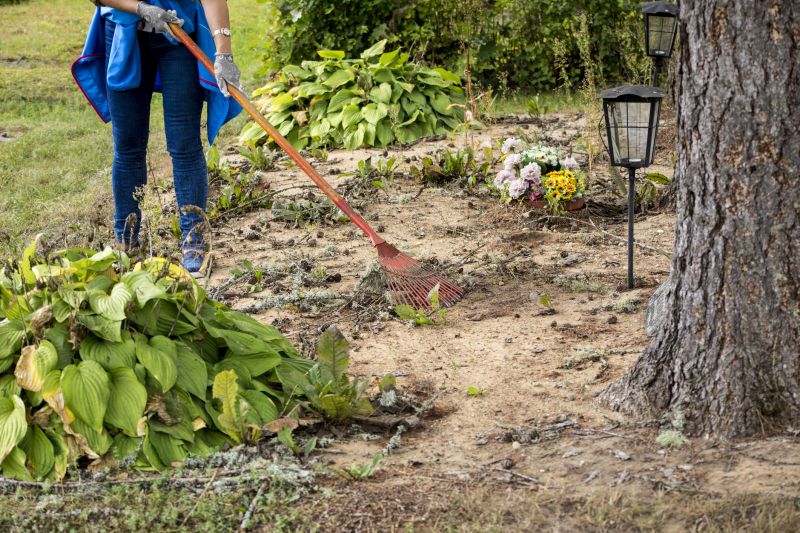 Overgrown Area Before Clearing