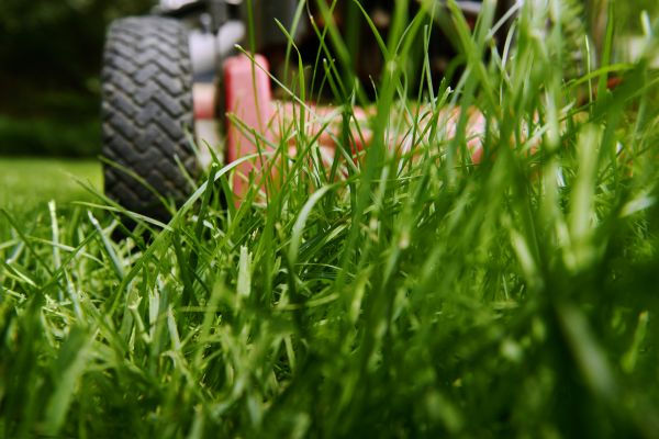 Vegetation Cutting
